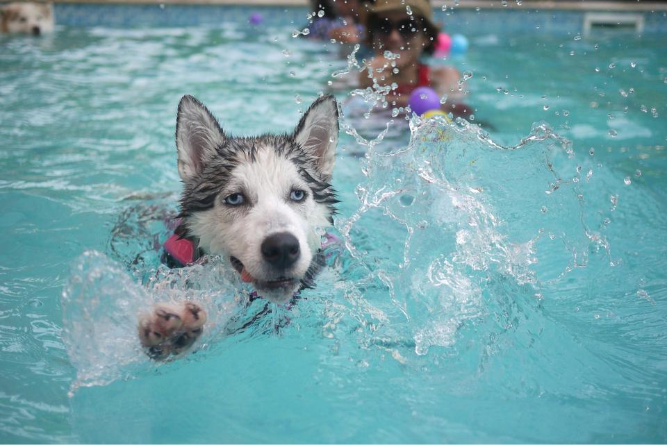 Dogs Swim In Saltwater Pools