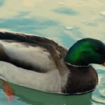 Ducks Out Swimming Pool