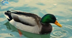 Ducks Out Swimming Pool