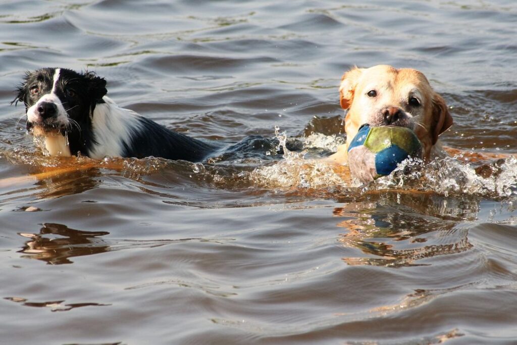  Joyful World Dogs Saltwater Pools