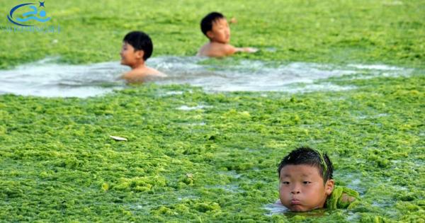 algae in your swim