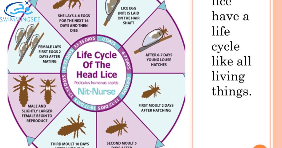 the lice life cycle