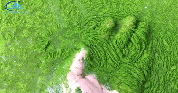 the slippery truth about algae 