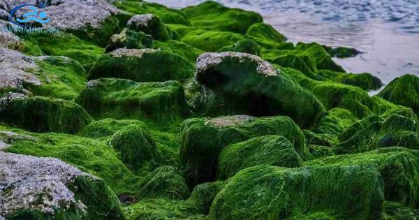 unveiling the dangers of algae